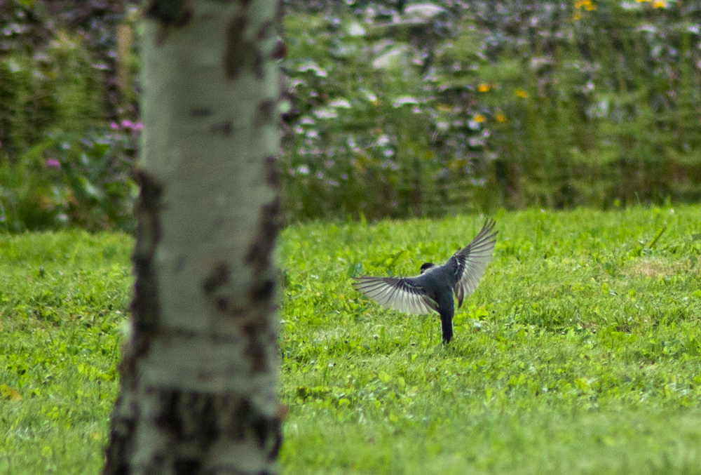 Happy bird