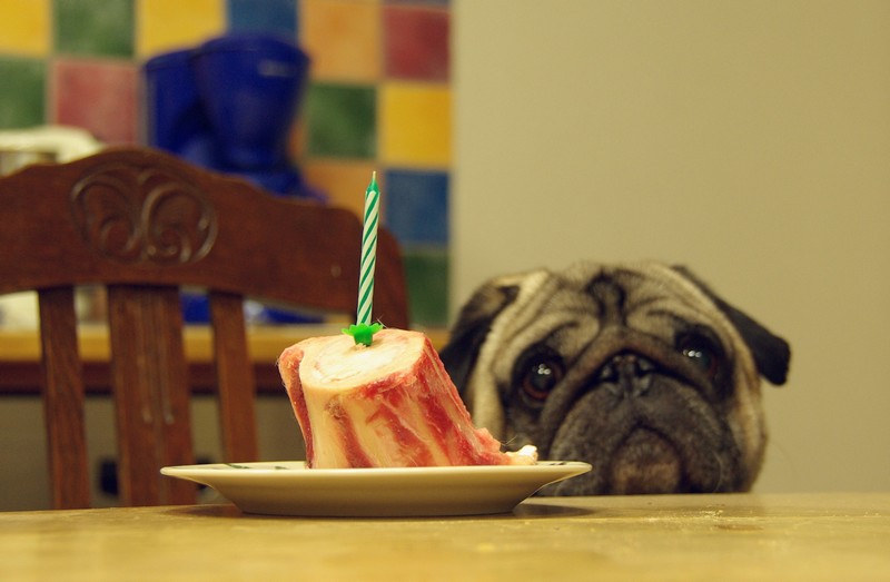 Happy birthday! Foto & Bild tiere, haustiere, hunde Bilder auf
