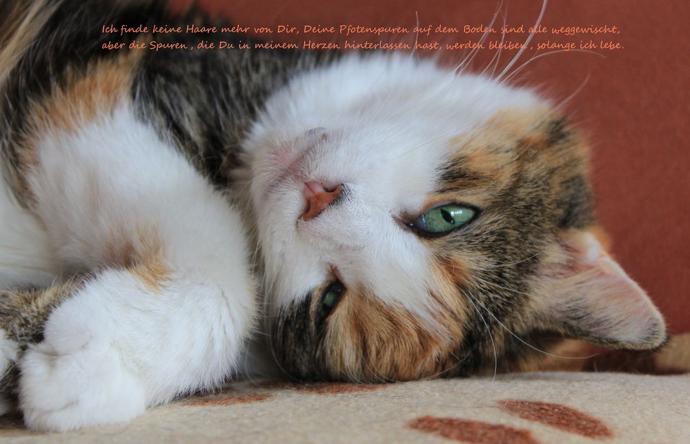 Happy birthday ! Foto & Bild | tiere, haustiere, katzen Bilder auf