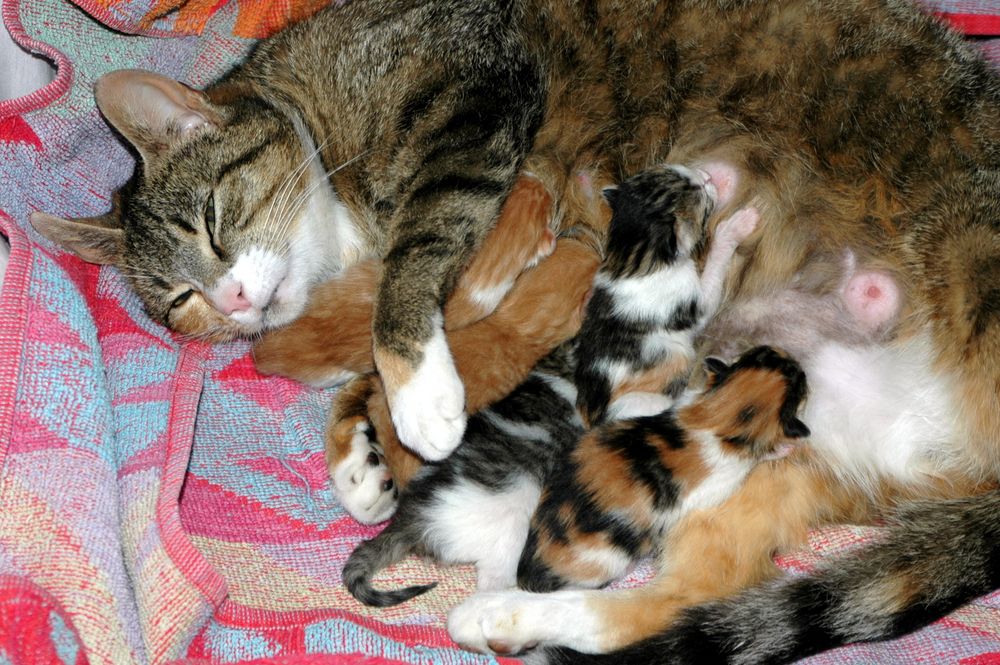 Happy Birthday Foto & Bild | tiere, haustiere, katzen ...