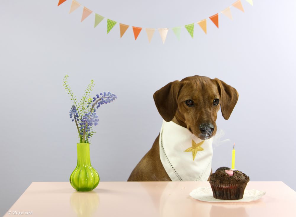Happy Birthday Foto & Bild studio, indoor, hund Bilder auf
