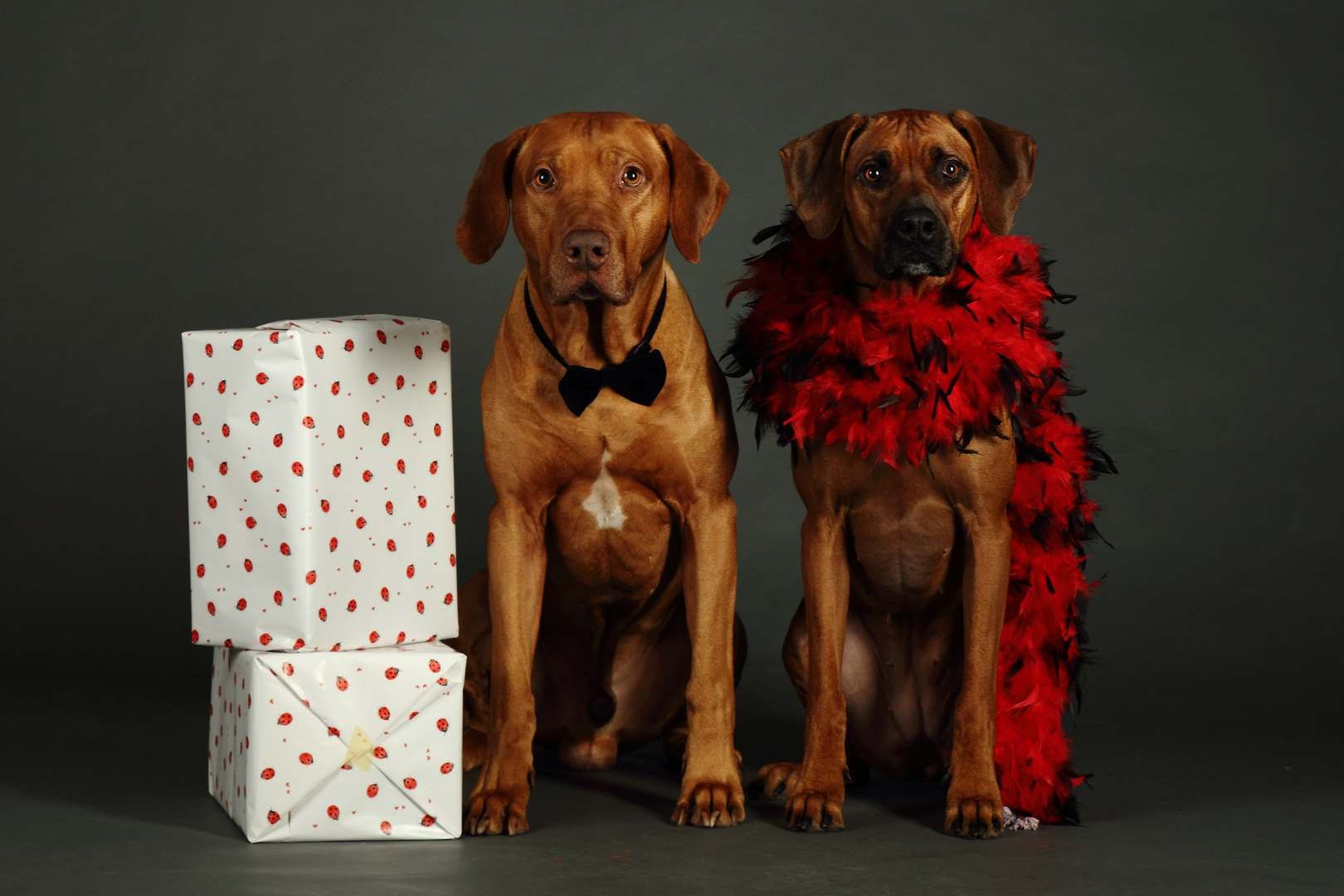 Happy Birthday Foto & Bild tiere, haustiere, hunde Bilder auf