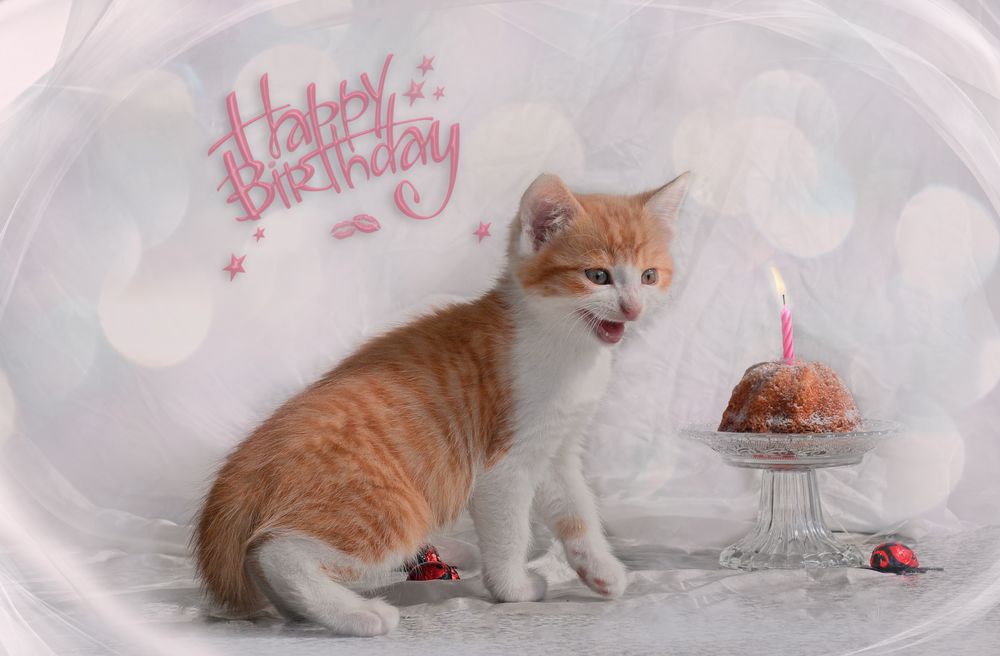 Happy Birthday Foto &amp; Bild karten und kalender, geburtstagskarten