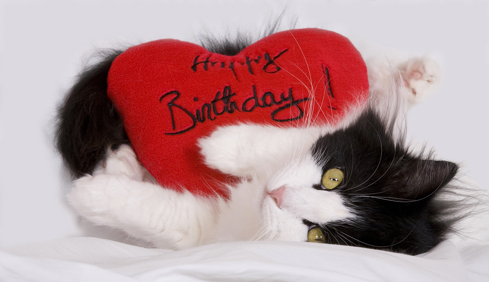 Happy Birthday Foto & Bild | tiere, haustiere, katzen Bilder auf