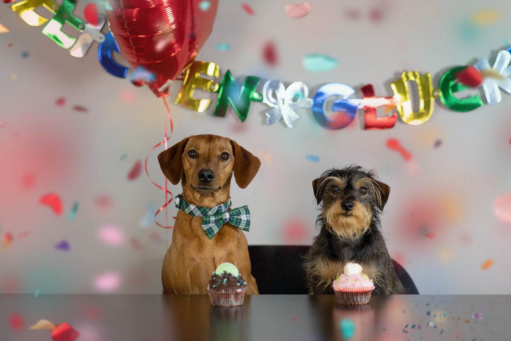 Happy Birthday Foto & Bild  hund, freude, haustiere Bilder auf fotocommunity