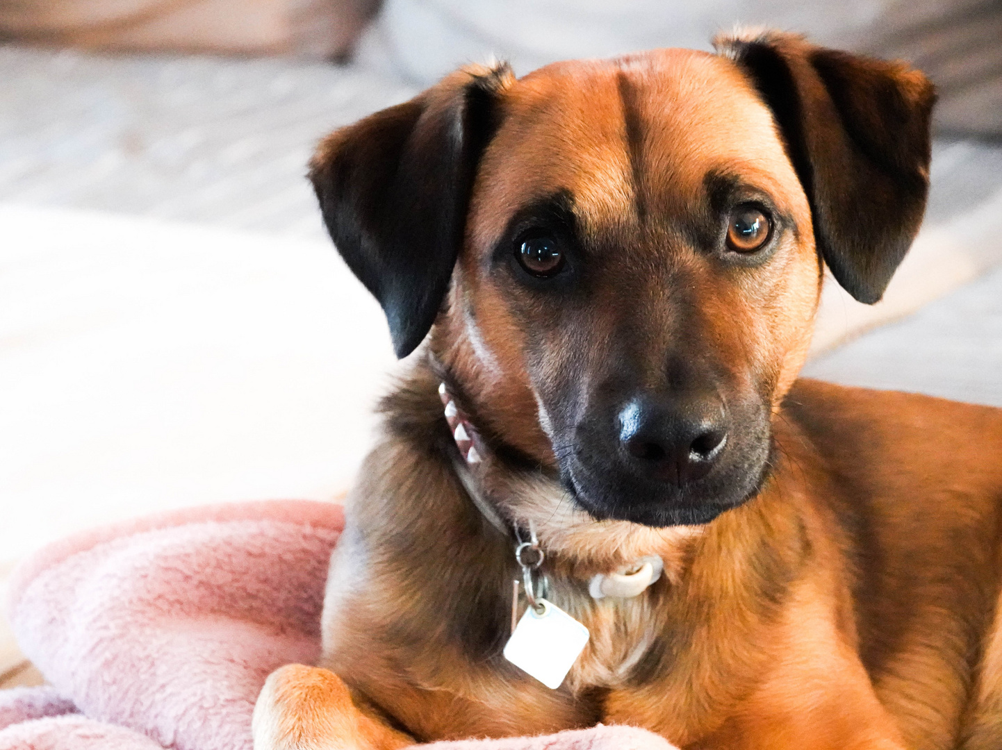 Happy Birthday… Foto & Bild tiere, haustiere, hunde Bilder auf
