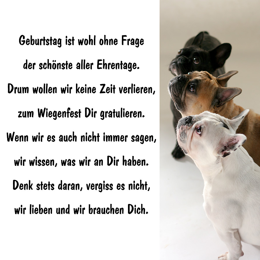 HAPPY BIRTHDAY Foto & Bild tiere, haustiere, hunde Bilder auf