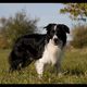 Border Collies