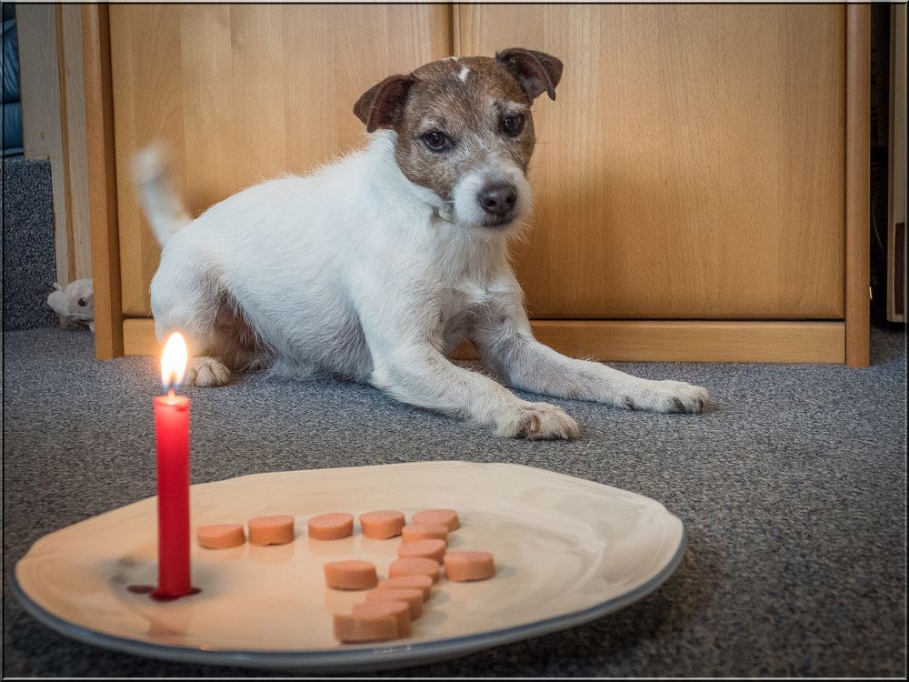 Happy Birthday… Foto & Bild spezial, hunde, natur Bilder auf