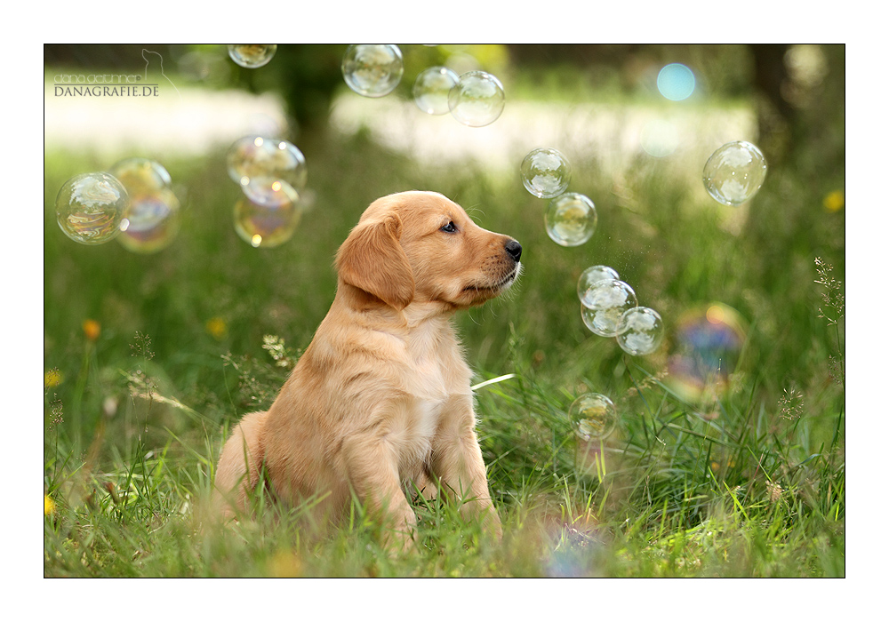 <em>Happy Birthday Jule</em> Foto & Bild tiere, haustiere, hunde Bilder auf