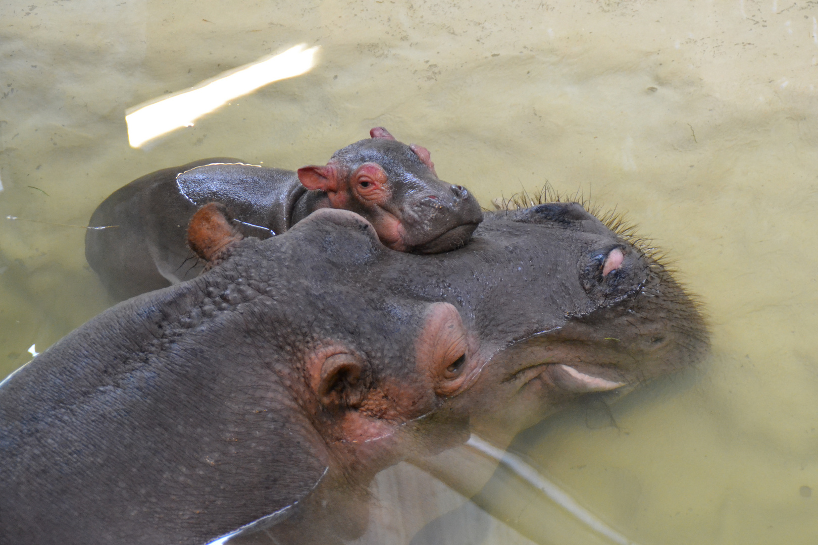 Happy Birthday Kleines Nilpferd im Karlsruher Zoo