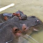 Happy Birthday Kleines Nilpferd im Karlsruher Zoo