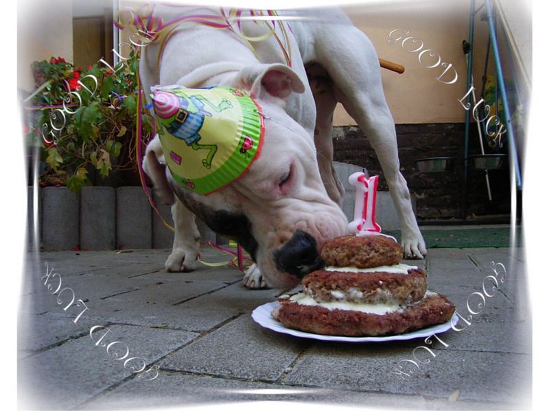 Happy Birthday Lass Es Dir Schmecken Foto Bild Tiere Haustiere Hunde Bilder Auf Fotocommunity