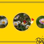 Happy Birthday, liebe Anna-Dora