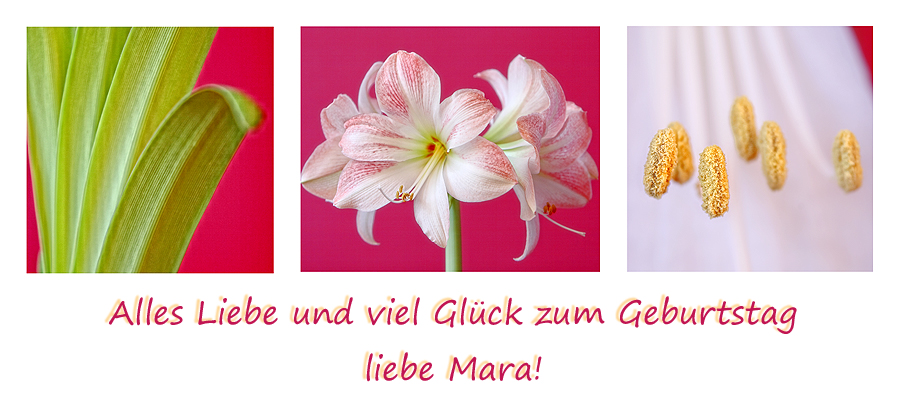 Happy Birthday, liebe Mara!