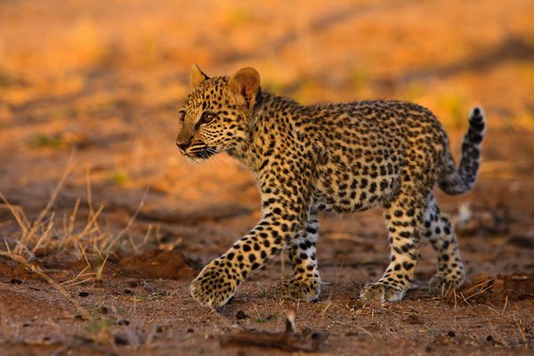 Happy Birthday, Lost!