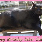 Happy Birthday mein Liebling.