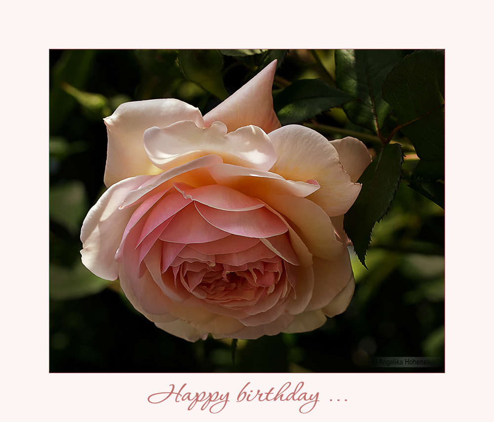 Happy birthday - rose....