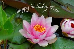 happy birthday Tina