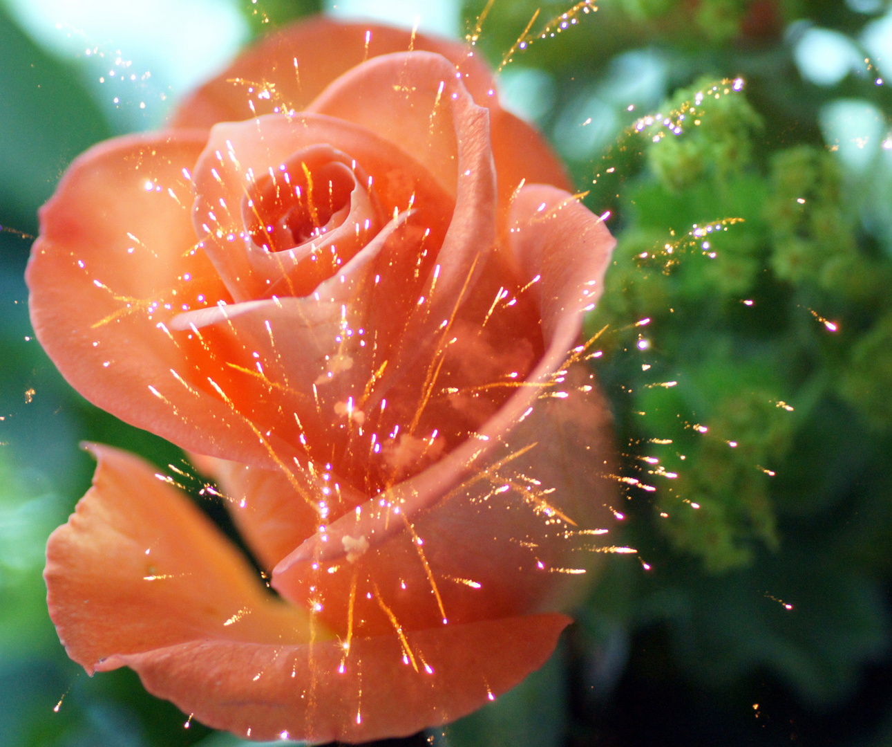 Blumen Zum Geburtstag Fur Tina