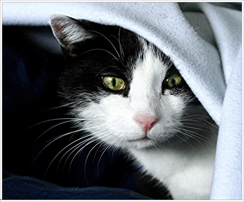 Happy Birthday Tricky Foto & Bild | tiere, haustiere, katzen Bilder auf