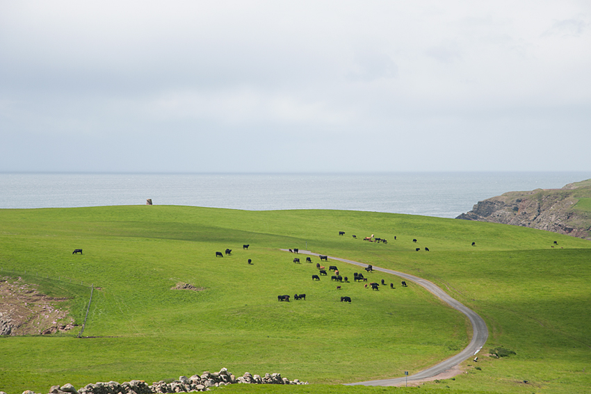 Happy Black Cattle