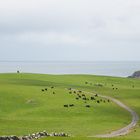 Happy Black Cattle