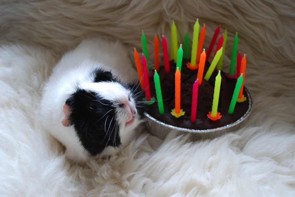 Happy Bööööööööörthday