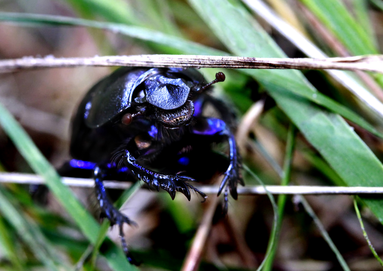 Happy Bug