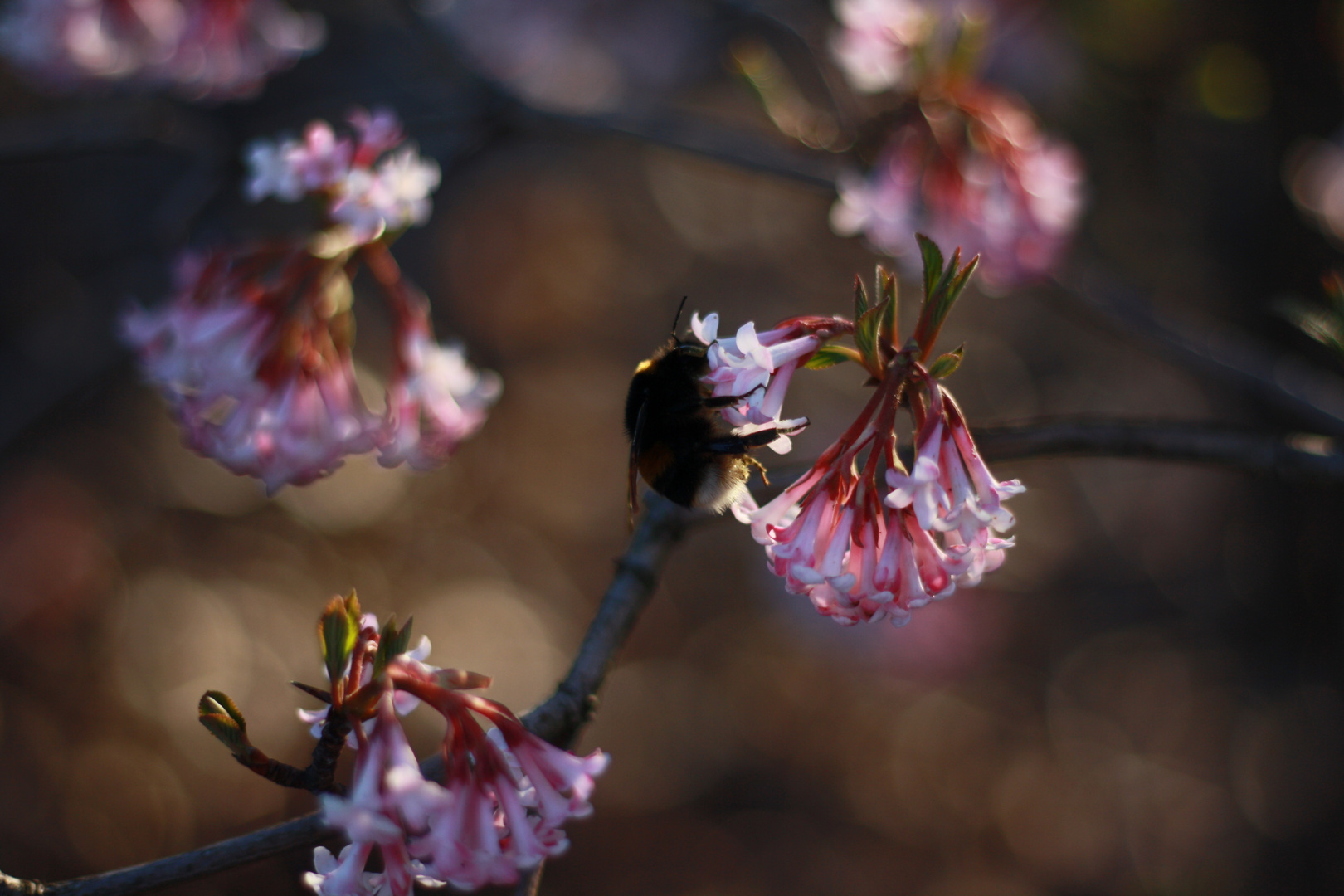 Happy Bumblebee