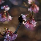 Happy Bumblebee