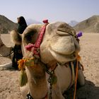 Happy Camel