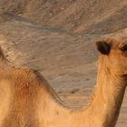 Happy Camel