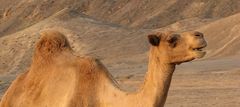 Happy Camel