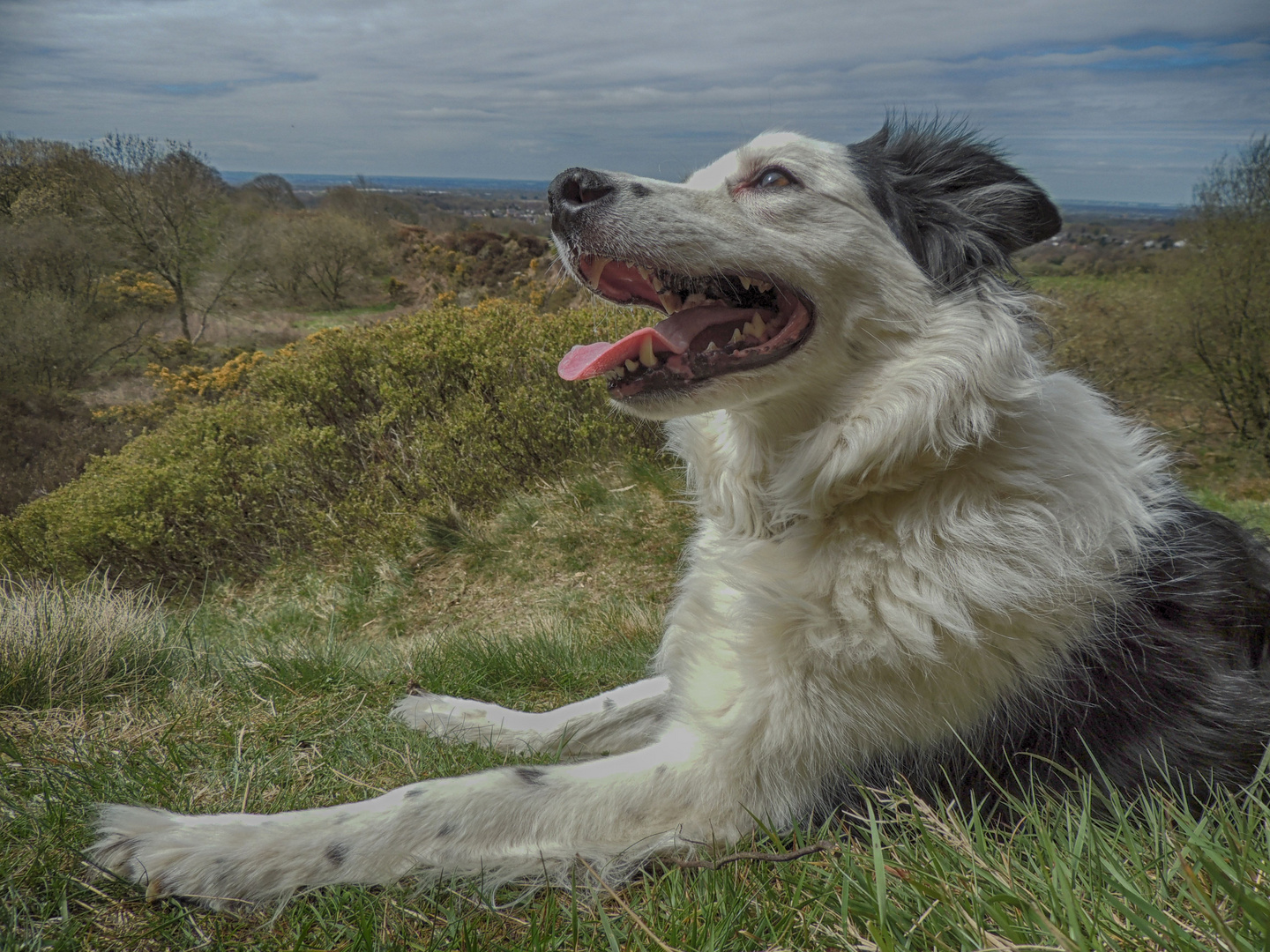 Happy Collie :D