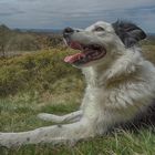 Happy Collie :D