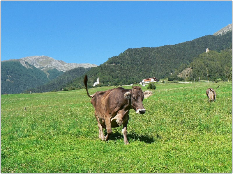 HAPPY cow :-)