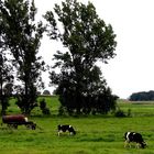 Happy Cows