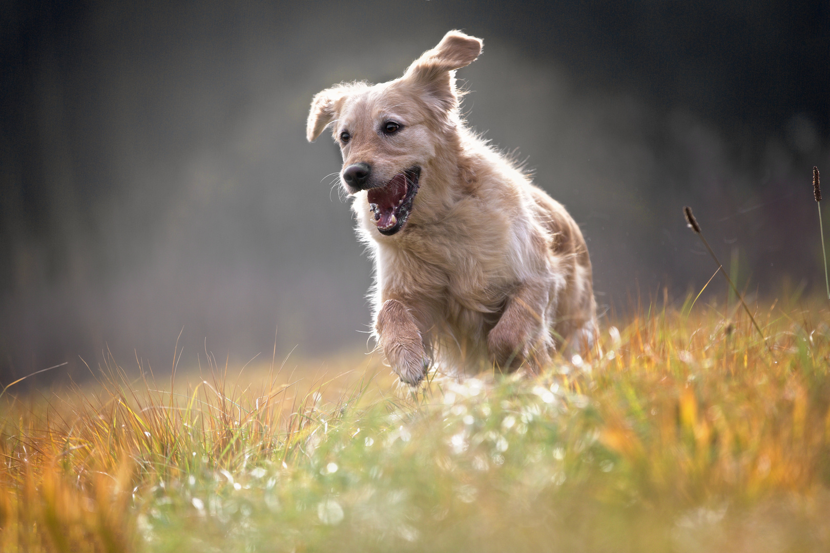 Happy dog