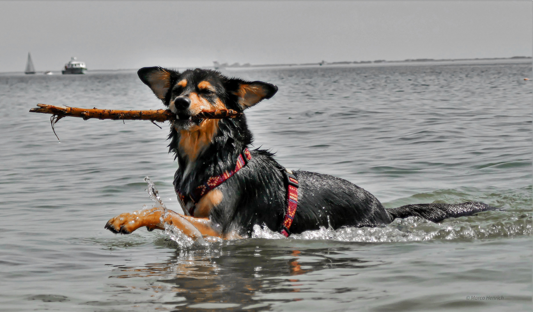 Happy dog! 