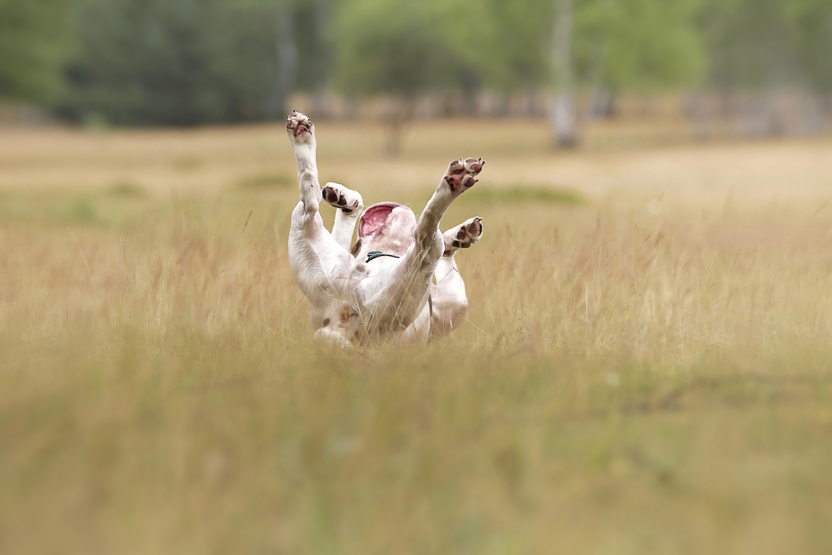 Happy Dog