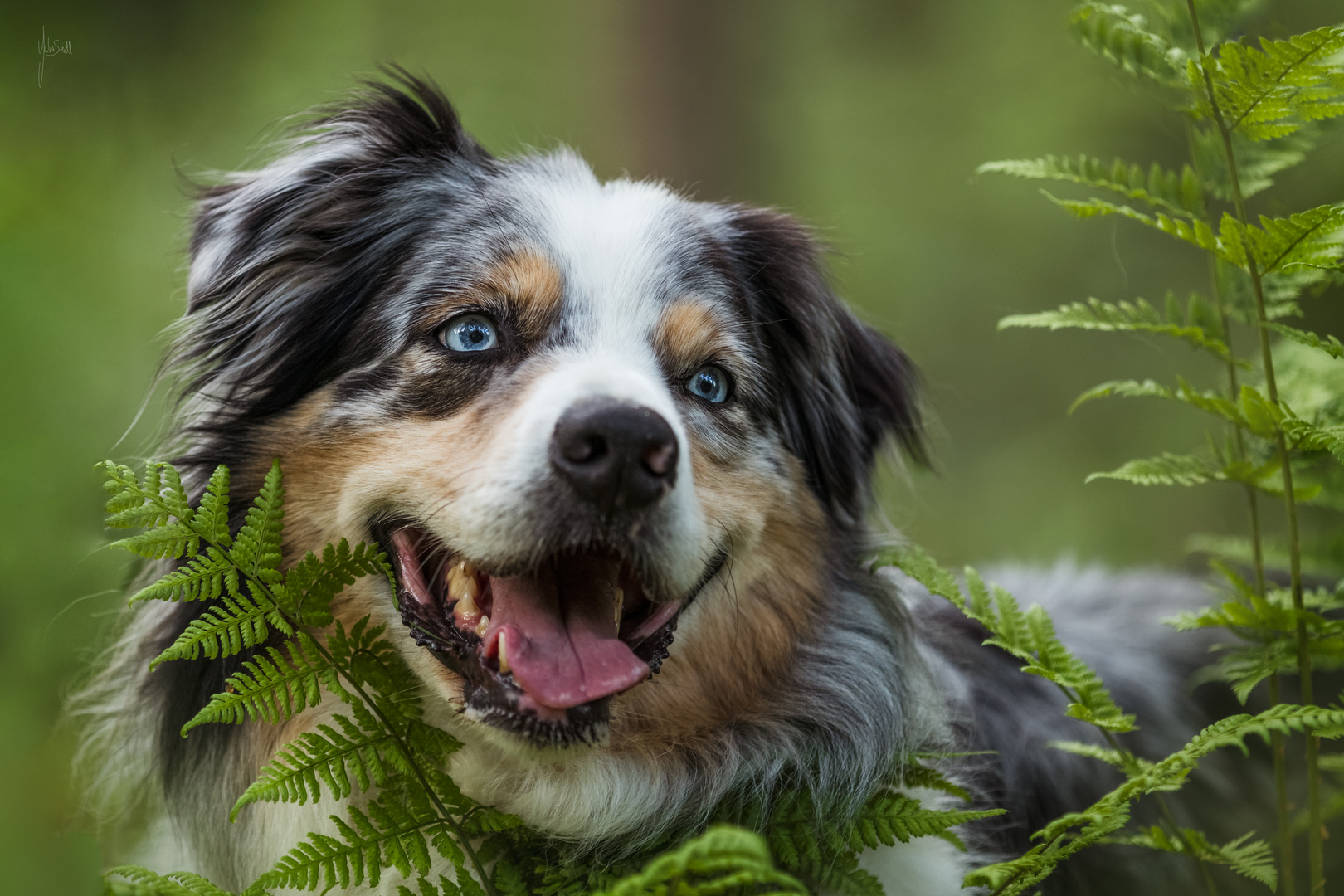 Happy dog!