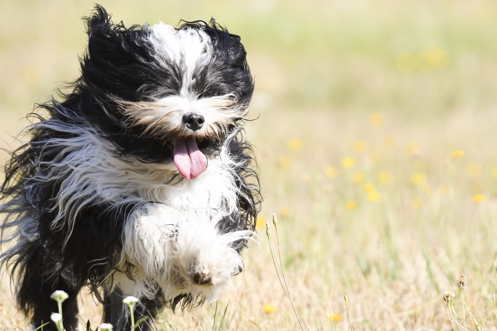 Happy Dog