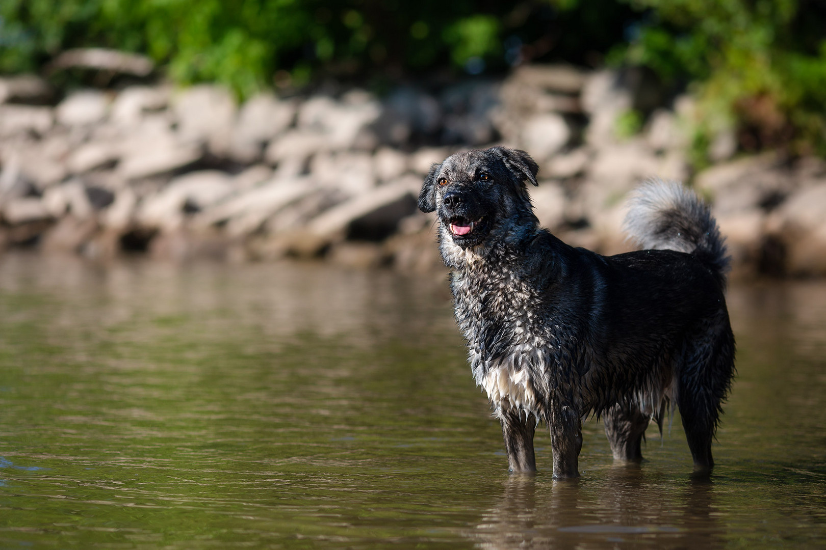 ... happy dog ...