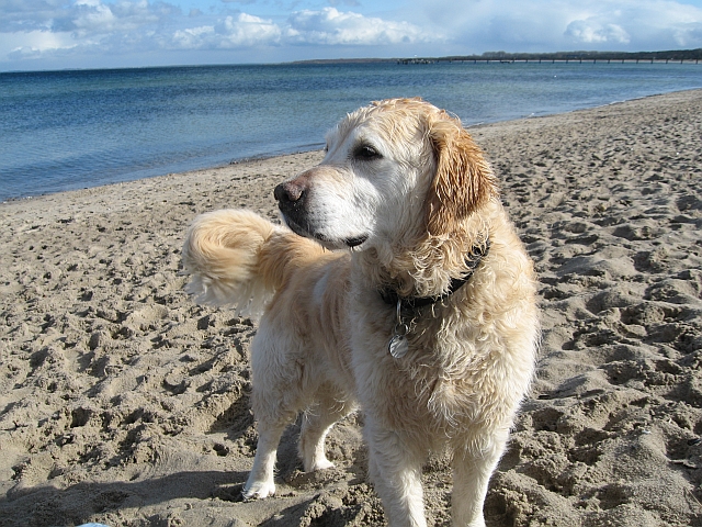 Happy Dog