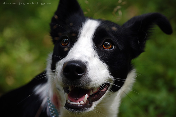 Happy Dog