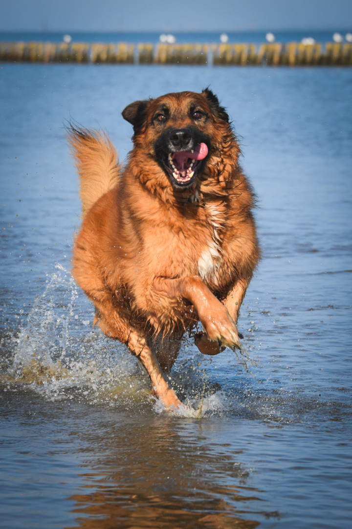 happy dog