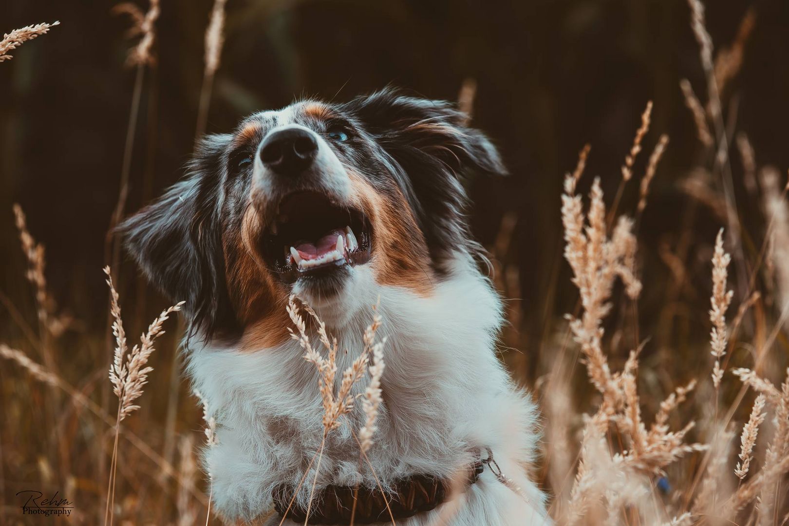 Happy-Dog