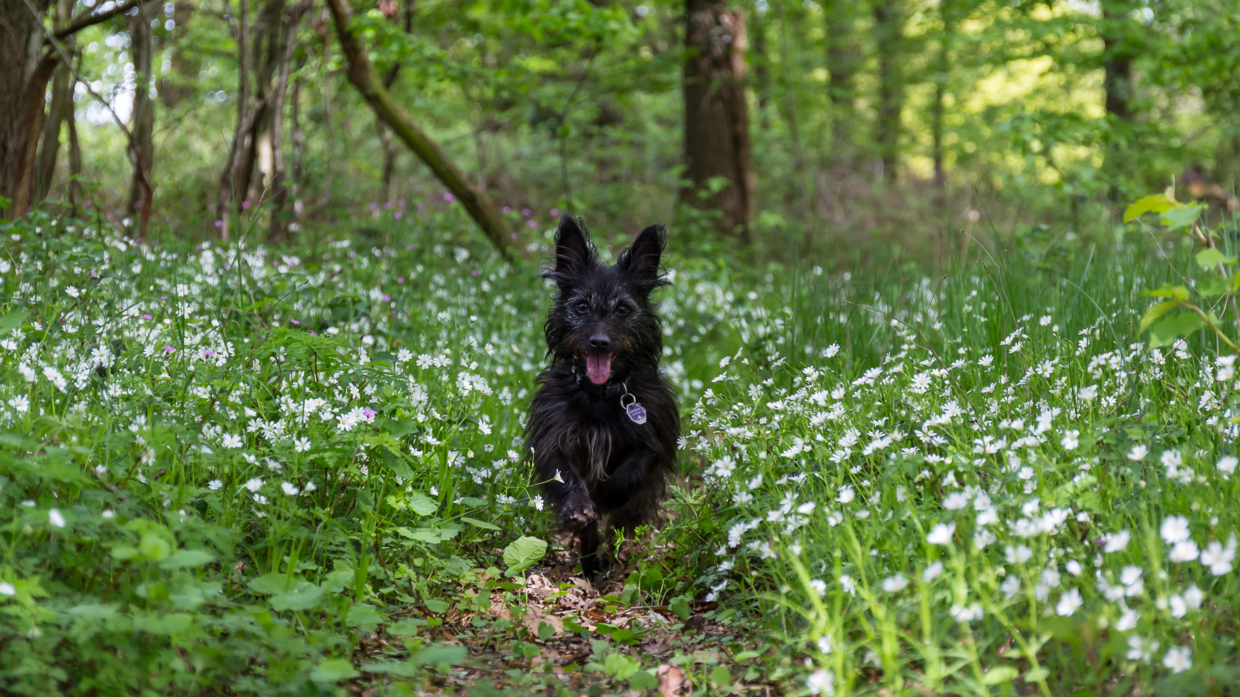 happy dog