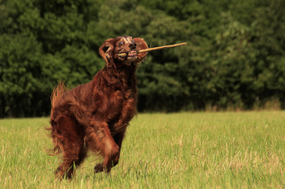 *Happy Dog*